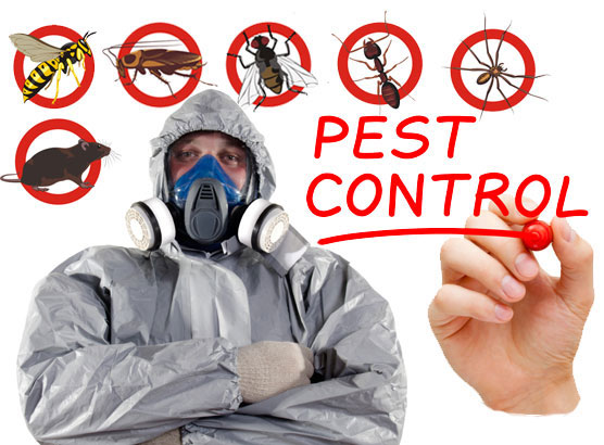 Pest Control